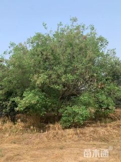 高度600厘米紫叶红栌