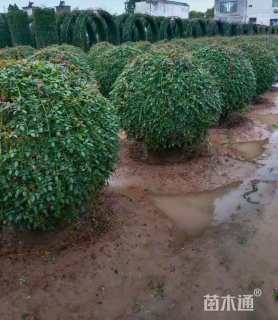 冠幅180厘米红叶石楠球