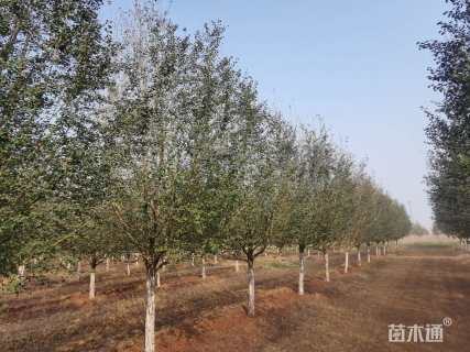 10公分北美山楂