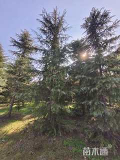 高度450厘米雪松