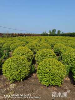 冠幅120厘米金叶女贞球