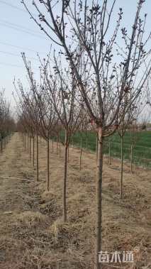 4.5公分日本晚樱