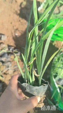 高度40厘米马兰头