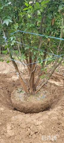 高度700厘米丛生五角枫