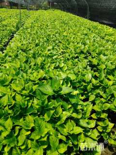 高度30厘米八仙花