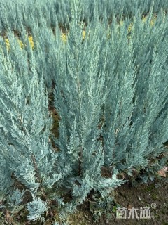 高度80厘米落基山圆柏