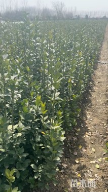 高度180厘米北海道黄杨