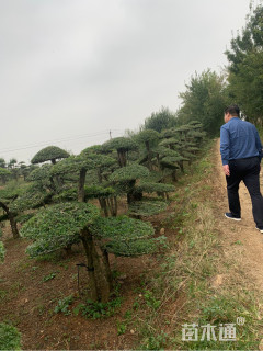 20公分造型对节白蜡