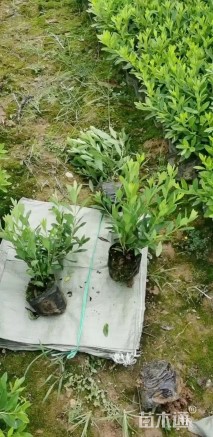 高度30厘米毛鹃