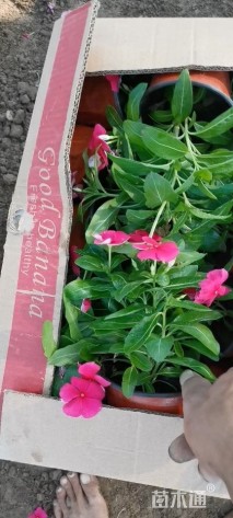 高度25厘米牵牛花