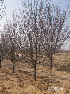 13公分八棱海棠