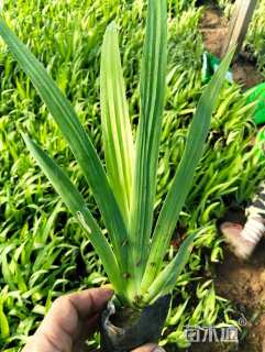 高度20厘米鸢尾