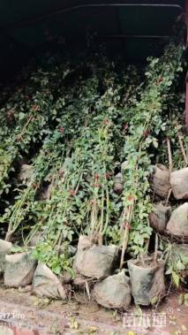 高度30厘米月季