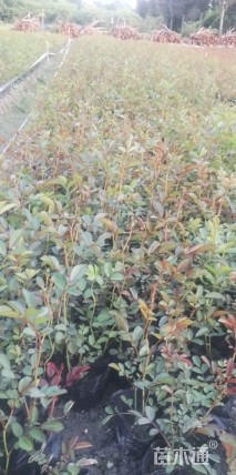 高度30厘米丰花月季小苗