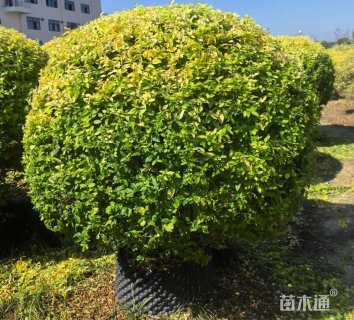 冠幅120厘米金冠女贞球