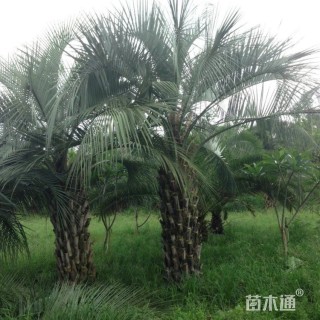 裸干高250厘米布迪椰子