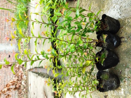 高度20厘米金焰绣线菊