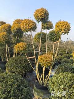 8公分造型亮晶女贞