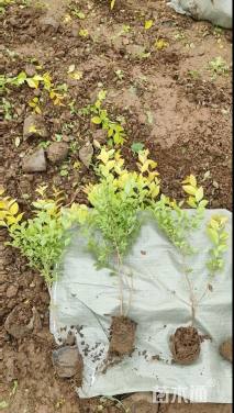 高度50厘米金叶女贞