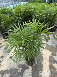 裸干高120厘米细叶棕竹