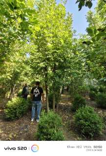 高度600厘米(5杆)丛生白蜡