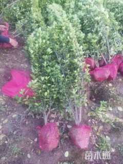 高度150厘米北海道黄杨