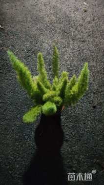 高度25厘米狐尾天门冬