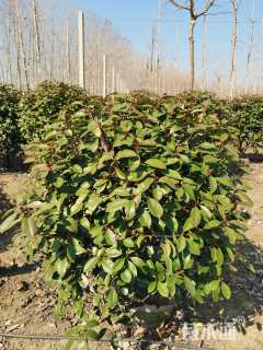 冠幅120厘米红叶石楠球