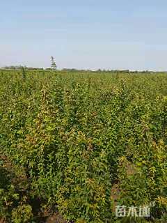 高度100厘米三角枫小苗