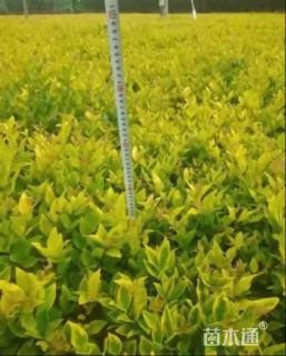 高度50厘米金森女贞