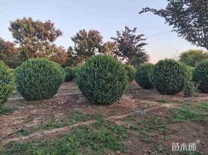 冠幅250厘米胶东卫矛球