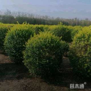 冠幅60厘米金叶女贞球