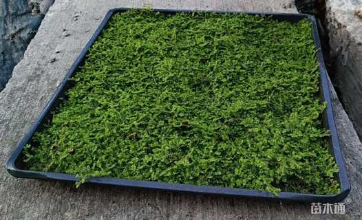 高度5厘米翠云草