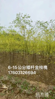 8公分国槐
