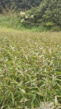 高度50厘米杜英小苗