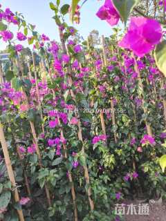 高度180厘米三角梅