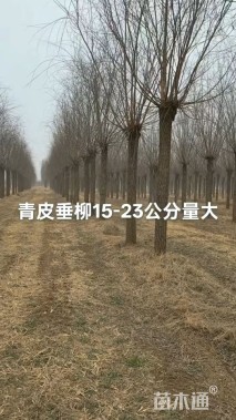15公分青皮垂柳