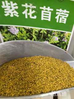 苜蓿种子