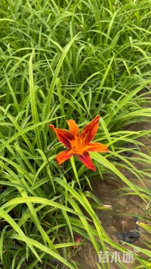 高度20厘米大花萱草