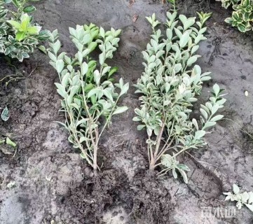 高度50厘米金边黄杨