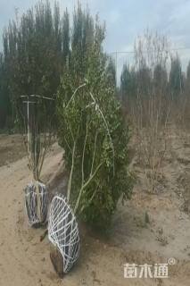 高度200厘米丛生紫薇