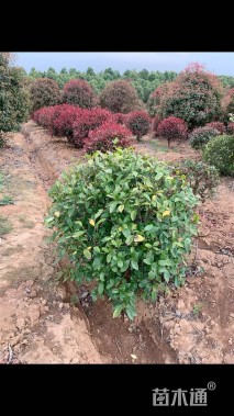 冠幅100厘米大叶栀子球