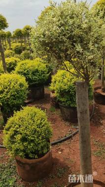 高度60厘米花叶女贞球