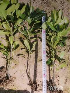 高度50厘米海桐