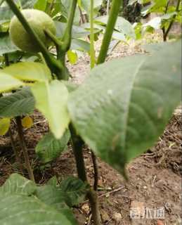 高度100厘米核桃