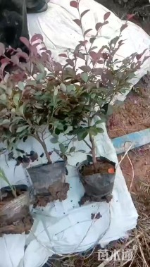 高度35厘米红花继木