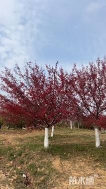 15公分北美海棠