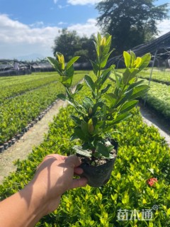 高度25厘米小叶龙船花