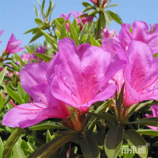 高度50厘米紫鹃