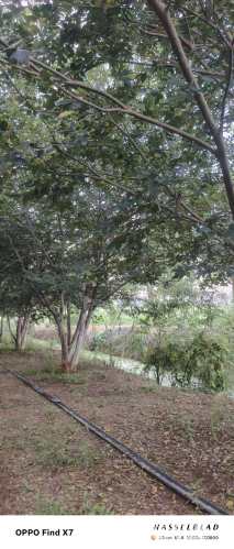 12公分(6杆)丛生朴树